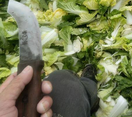 重生之系统逼我砍白菜